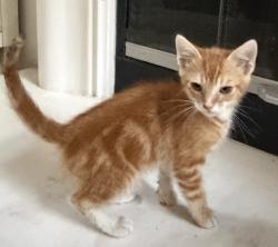 Found/Stray Unknown Cat last seen Popular and village drive, Fontana, CA 92337