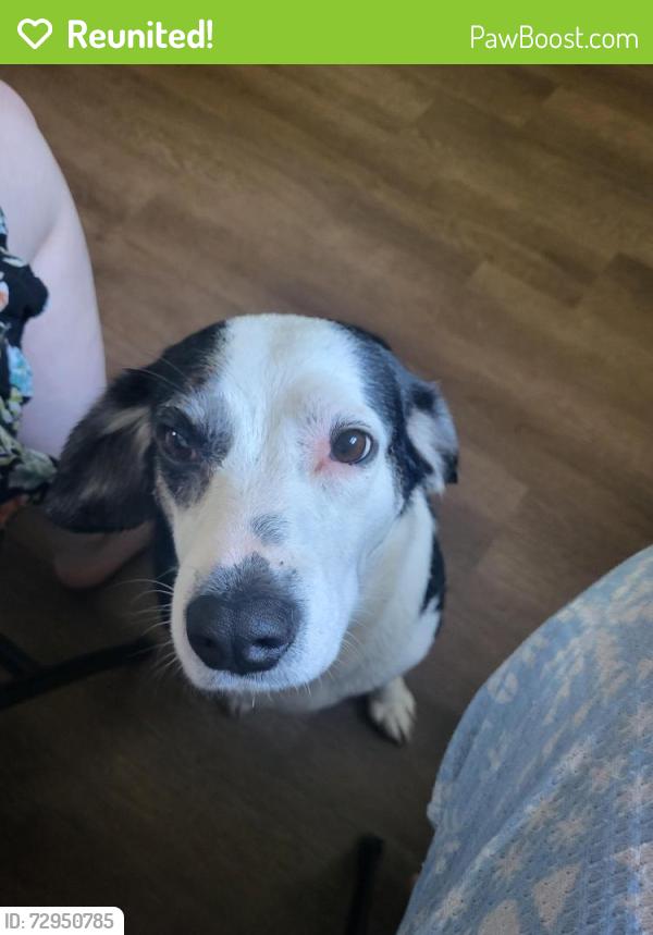 Reunited Female Dog last seen Near Stuart St Charleston wv , Charleston, WV 25302