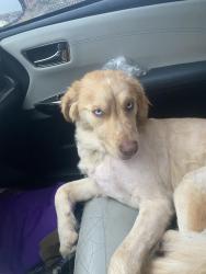 Lost Female Dog last seen Near west Laurel street, San Antonio, TX 78201