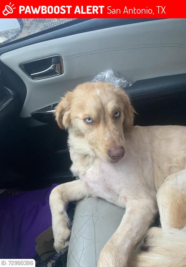 Lost Female Dog last seen Near west Laurel street, San Antonio, TX 78201