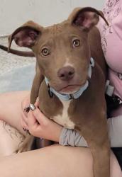 Shelter Stray Male Dog last seen Near Hwy and Gregory Blvd, KCMO, 64132, 64132, MO, Kansas City, MO 64132