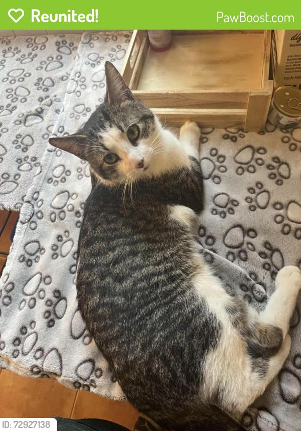Reunited Male Cat last seen Erb and Amos ave. , Waterloo, ON N2L 2W6