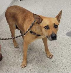 Shelter Stray Female Dog last seen 64th & Chatham, KCMO, 64151, 64151, MO, Kansas City, MO 64132