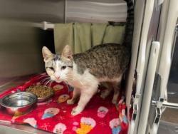 Shelter Stray Male Cat last seen Near Bellefontaine Avenue, 64130, MO, Kansas City, MO 64132