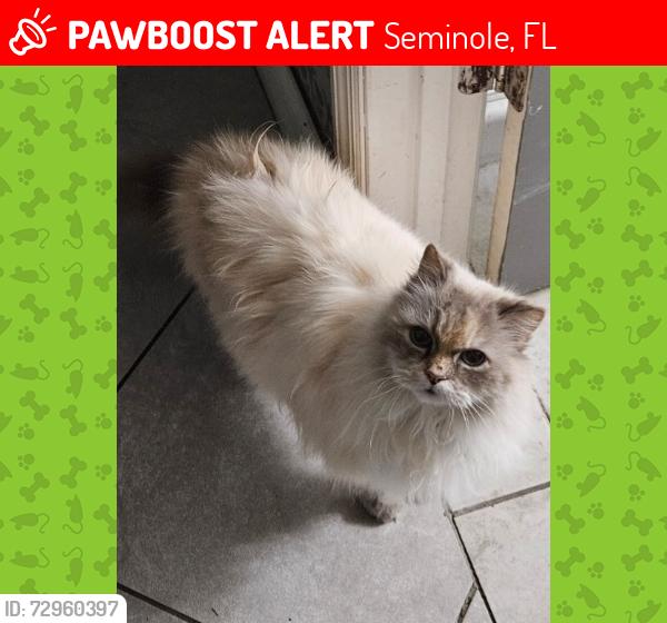 Lost Female Cat last seen Near Seminole Blvd 4th St, Seminole, FL 33772