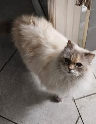Lost Female Cat last seen Near Seminole Blvd 4th St, Seminole, FL 33772