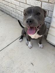 Found/Stray Female Dog last seen Overhill Drive, San Antonio, TX 78228