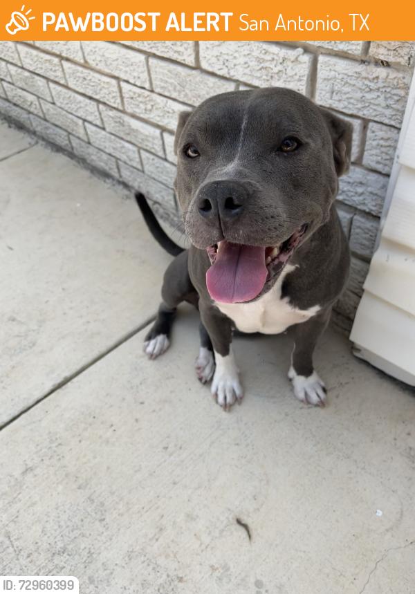 Found/Stray Female Dog last seen Overhill Drive, San Antonio, TX 78228
