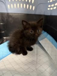 Shelter Stray Male Cat last seen Oakland, CA , Oakland, CA 94601