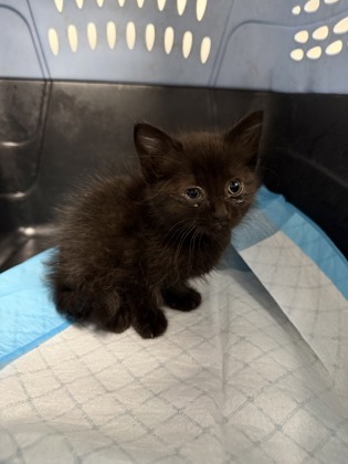 Shelter Stray Female Cat last seen Dumped OAS front parking lot, Oakland, , 1101 29th Ave, Oakland, CA 94601, USA