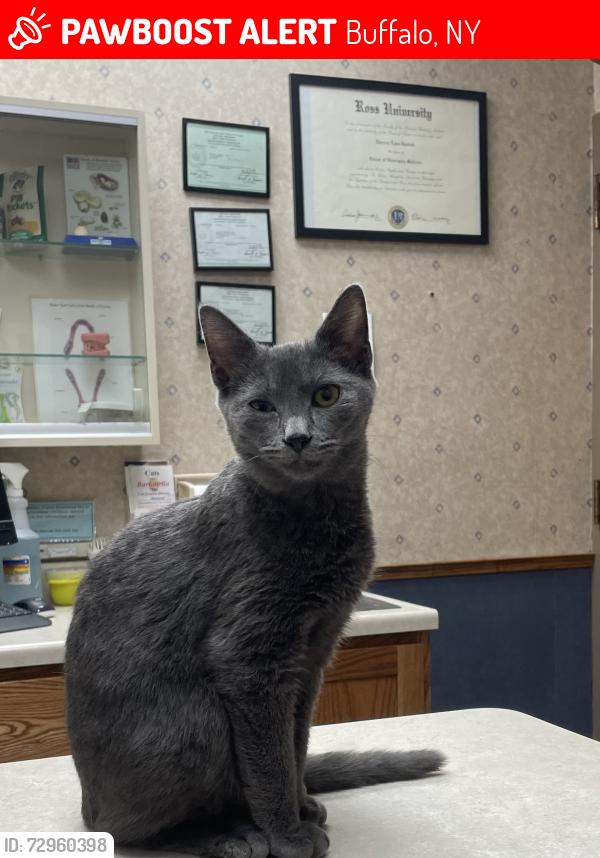 Lost Male Cat last seen Amherst St near Delaware Ave, Buffalo, NY 14216