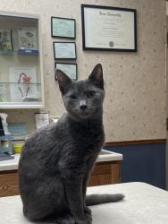 Lost Male Cat last seen Amherst St near Delaware Ave, Buffalo, NY 14216