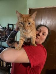 Lost Male Cat last seen unsure?, Tulsa, OK 74134