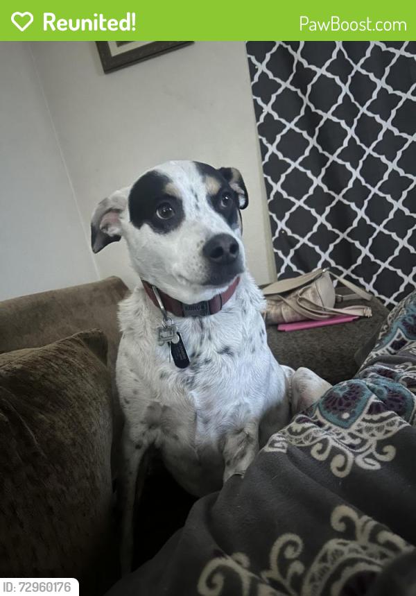 Reunited Male Dog last seen 3rd st, Yuma, AZ 85364