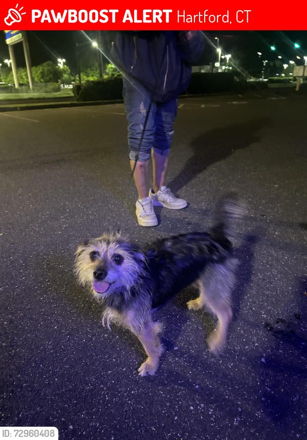 Lost Unknown Dog last seen Weston Street Hartford, Hartford, CT 06120