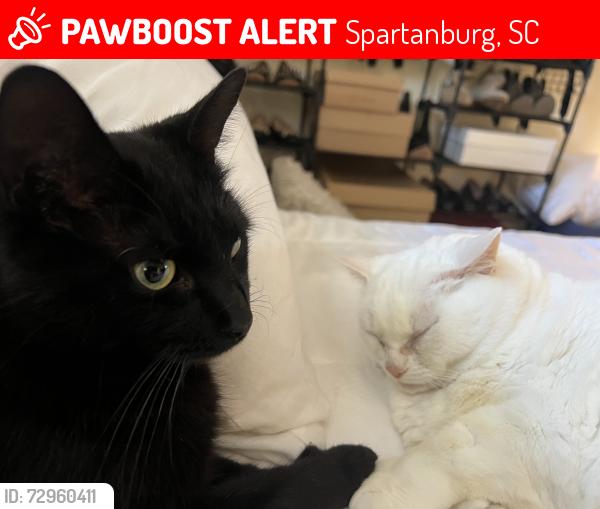 Lost Female Cat last seen W Pointe Drive, Spartanburg, SC 29301