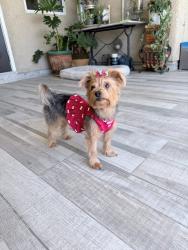 Lost Female Dog last seen Abbeyville Dr, Las Vegas Valley, NV 89123