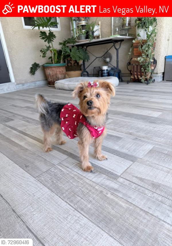 Lost Female Dog last seen Abbeyville Dr, Las Vegas Valley, NV 89123