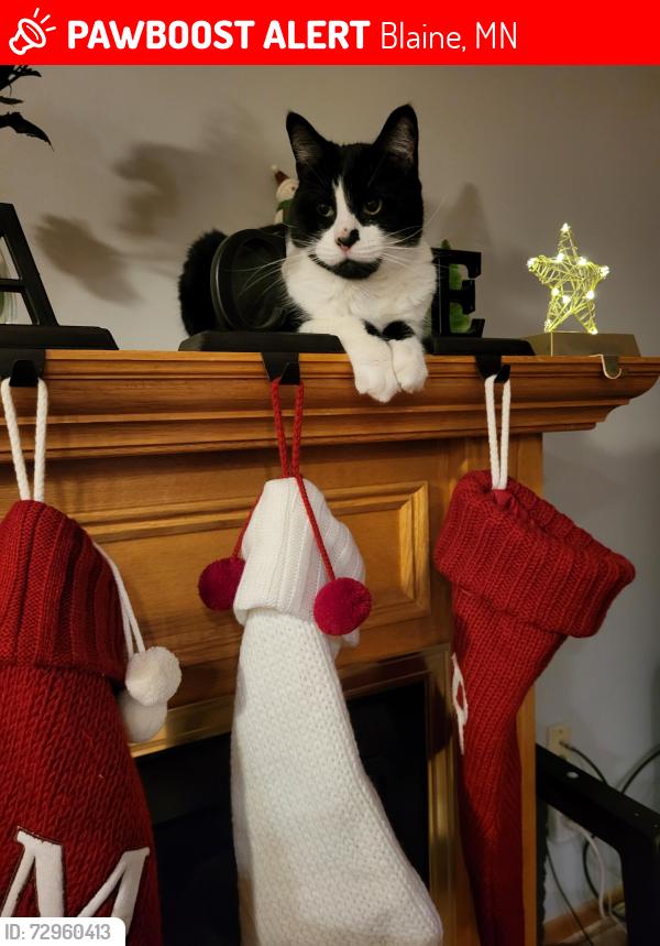 Lost Male Cat last seen Xylite and Quail Creek Parkway , Blaine, MN 55449