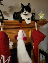 Lost Male Cat last seen Xylite and Quail Creek Parkway , Blaine, MN 55449
