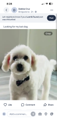 Reunited Male Dog last seen Kuykendahl and Bridgeview Ln, Spring, TX 77388