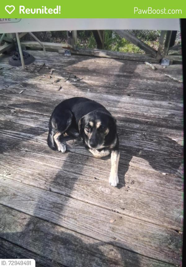 Reunited Male Dog last seen Donahoo and reeceburgh, Silver Creek, GA 30173