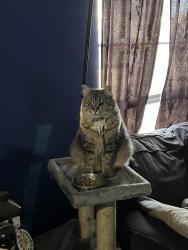 Lost Female Cat last seen Highway 5 and Standifer St near the Starbucks, McKinney, TX 75069