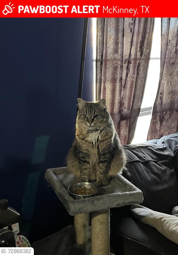 Lost Female Cat last seen Highway 5 and Standifer St near the Starbucks, McKinney, TX 75069