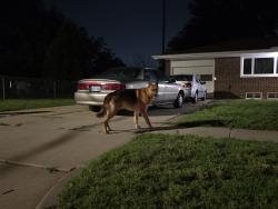 Found/Stray Unknown Dog last seen 9th and florence, Wichita, KS 67212