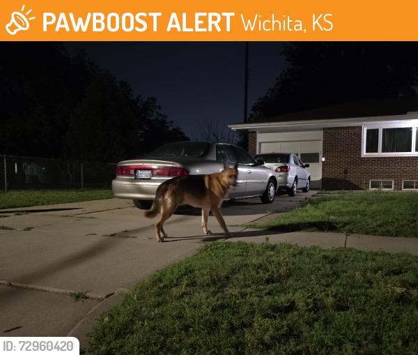 Found/Stray Unknown Dog last seen 9th and florence, Wichita, KS 67212