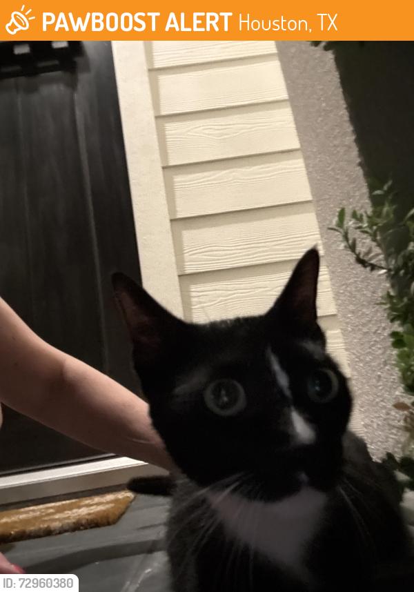 Found/Stray Unknown Cat last seen 25th and Beall, Houston, TX 77008