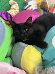 Reunited Male Cat last seen Sunset and Celebratory Pl., Henderson, NV 89015