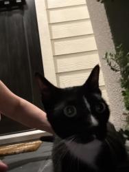 Found/Stray Unknown Cat last seen 25th and Beall, Houston, TX 77008