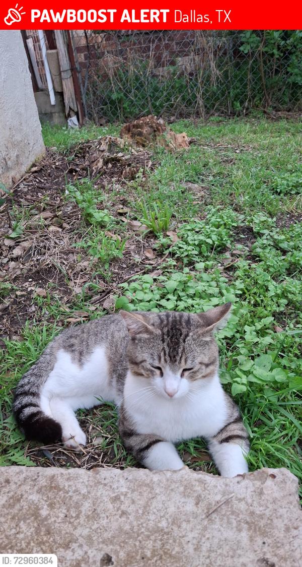 Lost Male Cat last seen Dutton and Pierce, Dallas, TX 75211