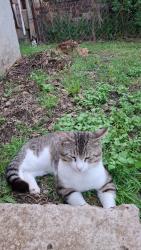 Lost Male Cat last seen Dutton and Pierce, Dallas, TX 75211