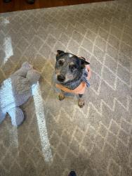 Lost Male Dog last seen Gainesville , Gainesville, GA 30503