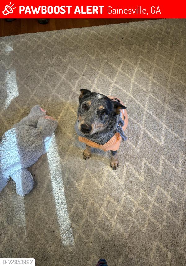 Lost Male Dog last seen Gainesville , Gainesville, GA 30503
