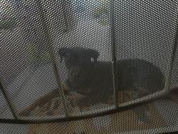 Found/Stray Male Dog last seen 91st Ave and Encanto , Phoenix, AZ 85037