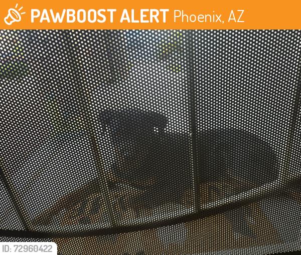 Found/Stray Male Dog last seen 91st Ave and Encanto , Phoenix, AZ 85037
