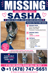Lost Female Cat last seen Thomason Crossing apmts , Macon, GA 31220
