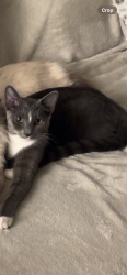 Lost Female Cat last seen W 102nd and central ave, Oak Lawn, IL 60453