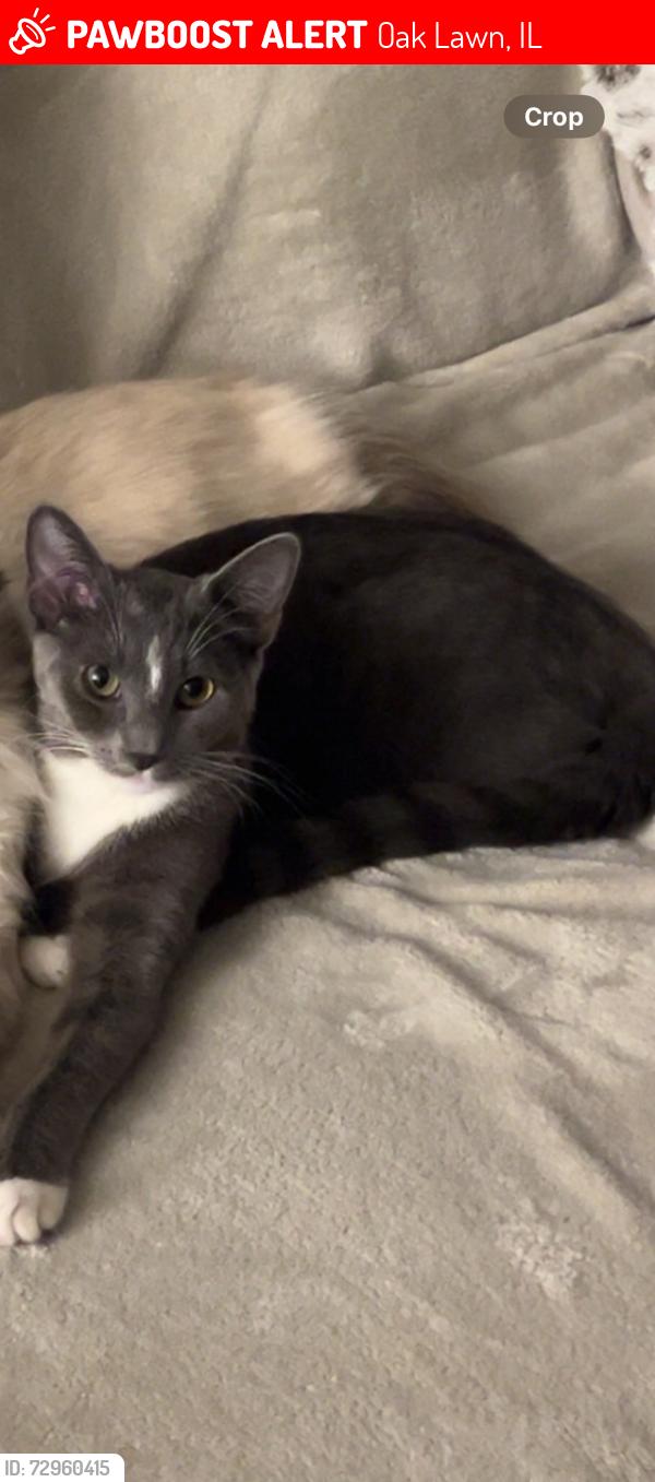 Lost Female Cat last seen W 102nd and central ave, Oak Lawn, IL 60453