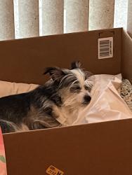 Lost Female Dog last seen Hubert and San Luis heading S towards El Prado, Tampa, FL 33611