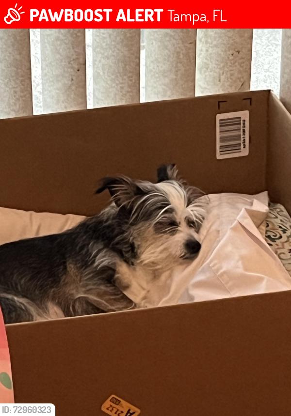 Lost Female Dog last seen Hubert and San Luis heading S towards El Prado, Tampa, FL 33611