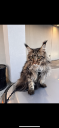 Lost Male Cat last seen Armstrong Ave and Wilson Ave / Lamoka Ave, Staten Island, NY 10308