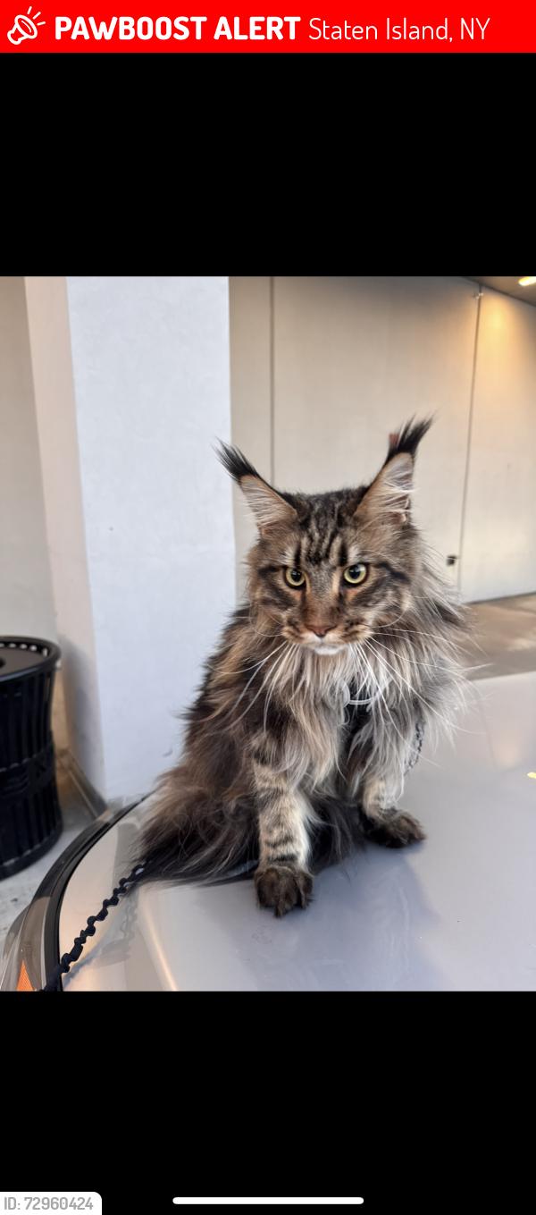 Lost Male Cat last seen Armstrong Ave and Wilson Ave / Lamoka Ave, Staten Island, NY 10308