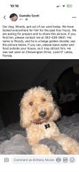 Lost Male Dog last seen Chessington Dr Land O' Lakes, Concord Station, FL 34638