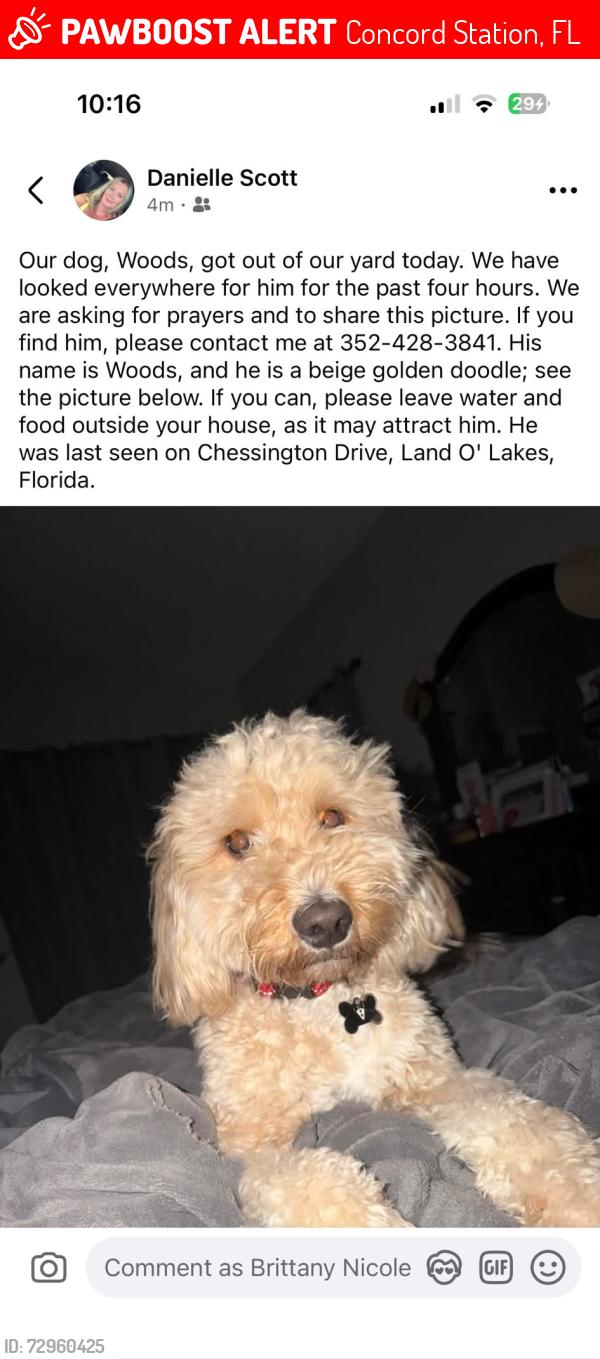 Lost Male Dog last seen Chessington Dr Land O' Lakes, Concord Station, FL 34638
