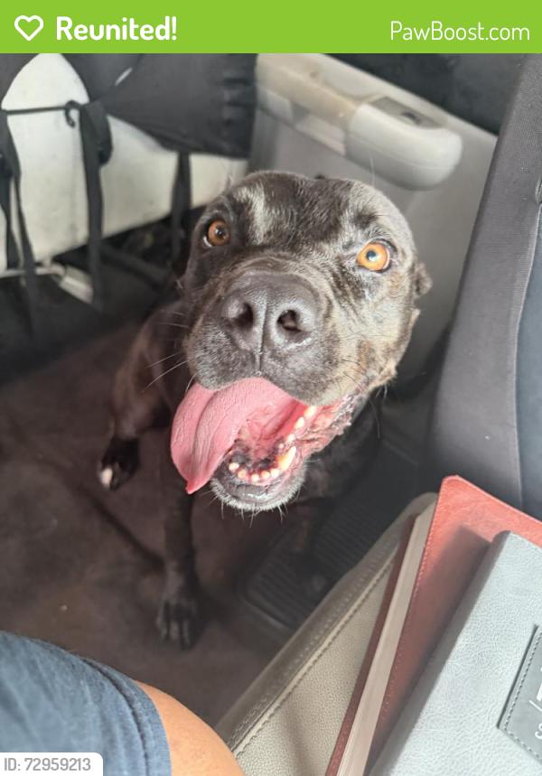 Reunited Male Dog last seen Near Country Meadows Dr, Tomball, TX 77375, USA, Tomball, TX 77375