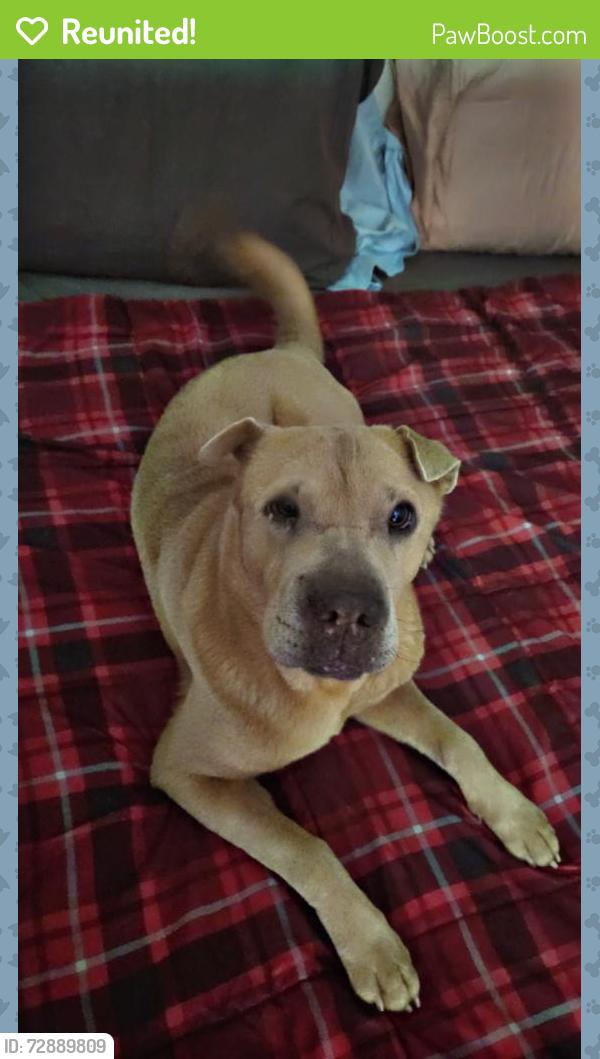 Reunited Female Dog last seen Glenwood and Hulen , Fort Worth, TX 76109